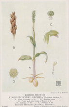 Load image into Gallery viewer, Illustration of a close-flowered orchis with labeled parts on a white background