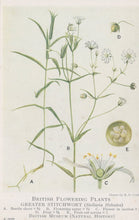 Load image into Gallery viewer, Illustration of Greater Stitchwort plant with labeled parts on a white background