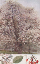 Load image into Gallery viewer, Illustration of a cherry blossom tree with detailed botanical elements at the bottom.