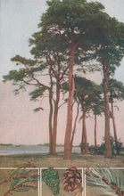 Load image into Gallery viewer, Vintage illustration of trees with a lake and close-up details of pine cones and needles.