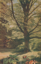 Load image into Gallery viewer, Illustration of a large tree with detailed foliage and a inset showing leaves and flowers.