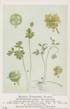 Load image into Gallery viewer, Illustration of British flowering plants, specifically Moschatel (Ibidena moschatellina), on a light background.