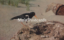Load image into Gallery viewer, Animals Postcard - Birds, The Oystercatcher SW19342