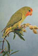 Load image into Gallery viewer, Green parrot with red face perched on a branch against a light blue background