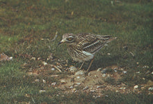 Load image into Gallery viewer, Small bird standing on a patch of dirt with grass in the background