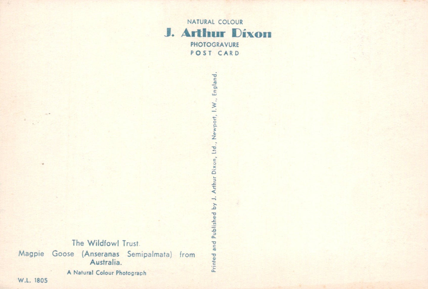 Vintage postcard with text about J. Arthur Dixon and the Wildfowl Trust.