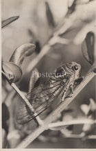 Load image into Gallery viewer, Black and white photo of a cicada on a branch