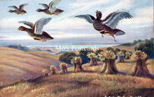 Load image into Gallery viewer, Animals Postcard - Birds, Partridge Shooting, Hard Hit SW18201