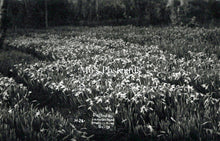 Load image into Gallery viewer, Cornwall Postcard - Isles of Scilly, Daffodils in an Orchard SW18258