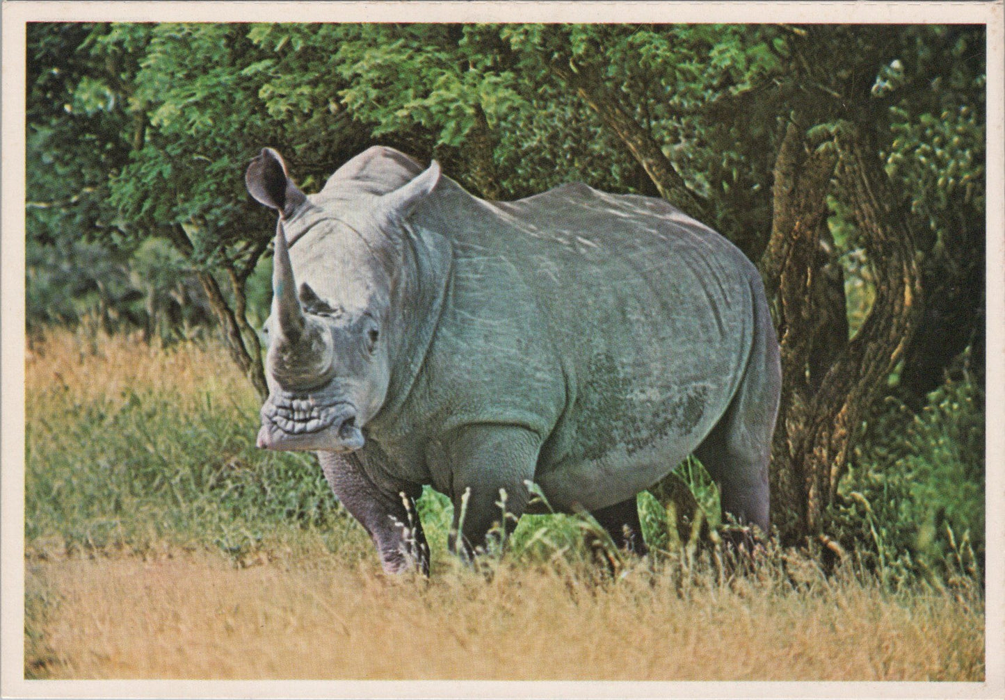 Animals Postcard - White Rhino, South Africa SW16928