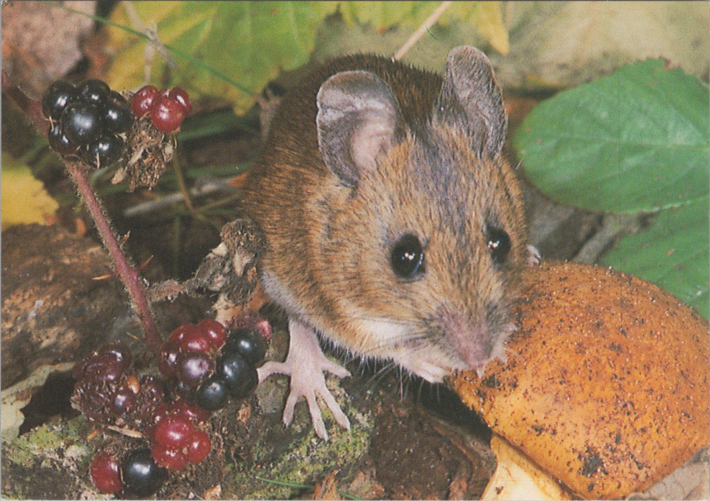 Animals Postcard - The Wood Mouse SW16931