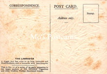 Load image into Gallery viewer, Animals Postcard - Dogs, The Labrador SW18915