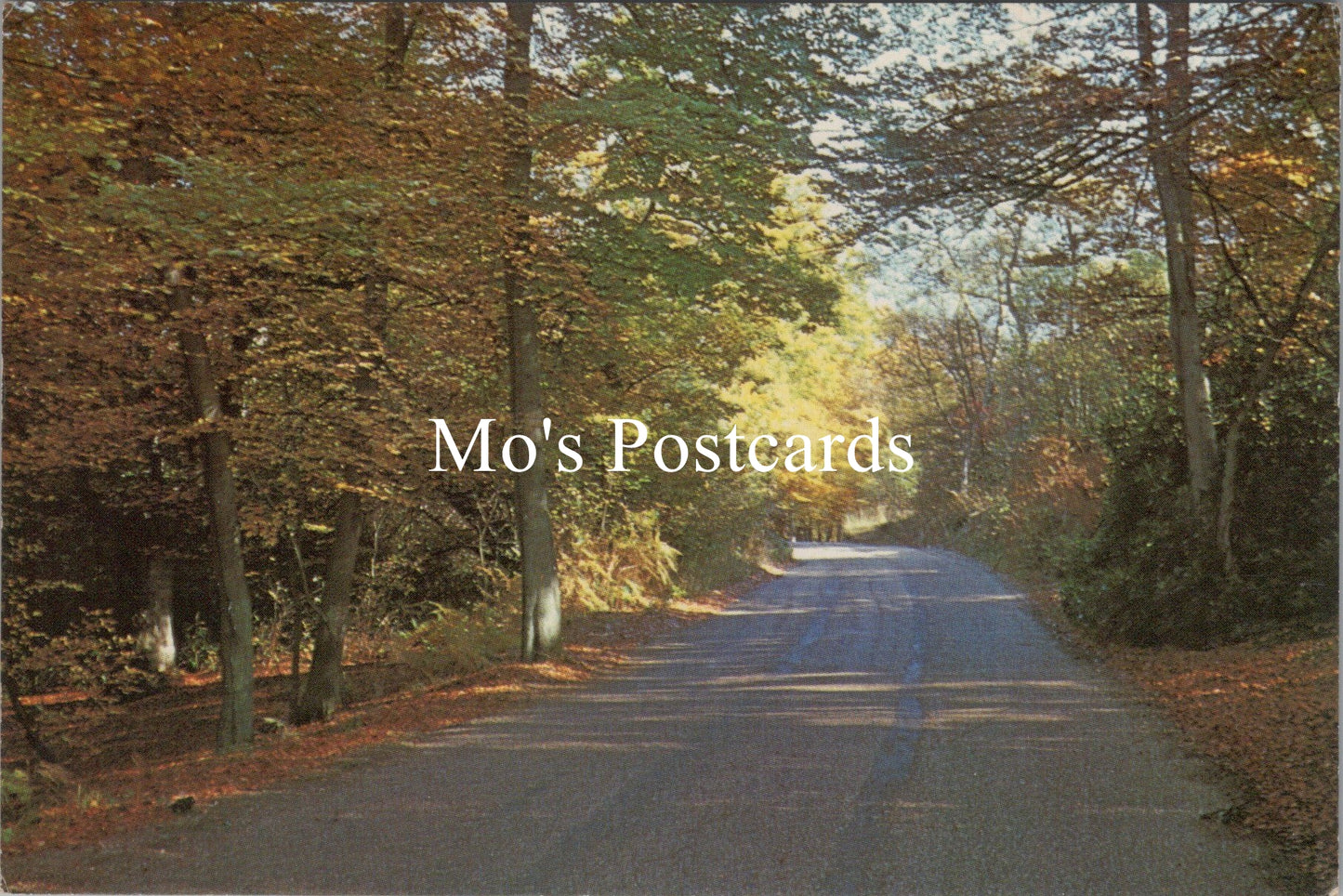 Buckinghamshire Postcard - Hawthorne Lane, Burnham Beeches SX267