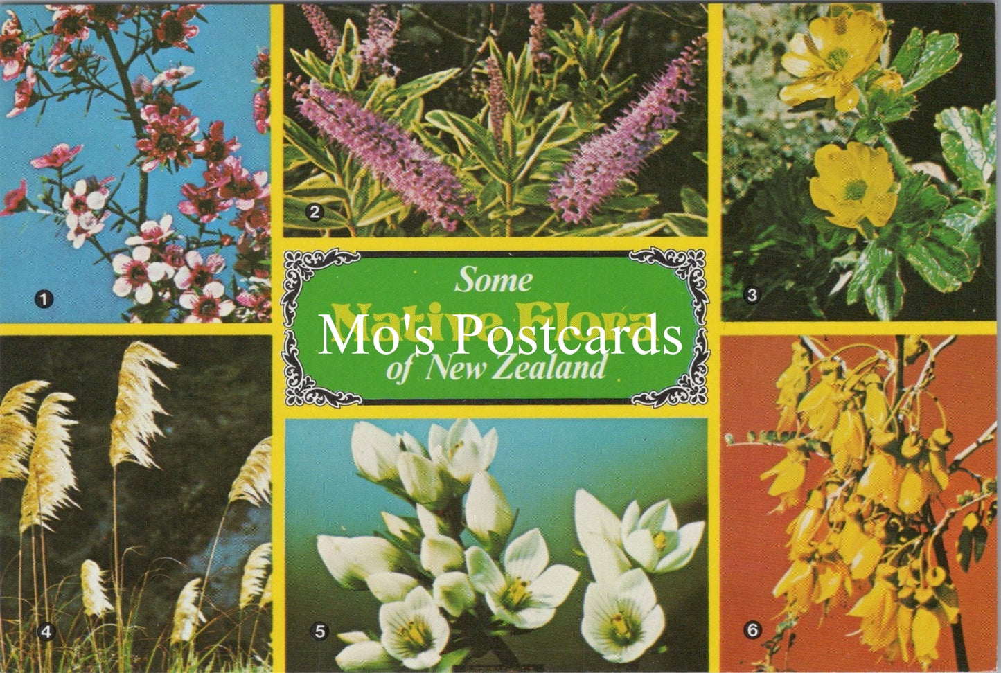 Nature Postcard - Some Native Flora of New Zealand SX347