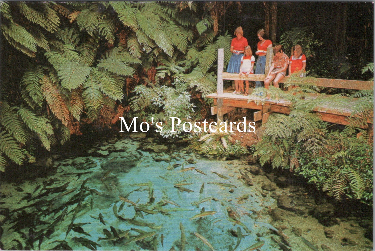 New Zealand Postcard - Fairy Springs, The Springs, Rotorua SX349
