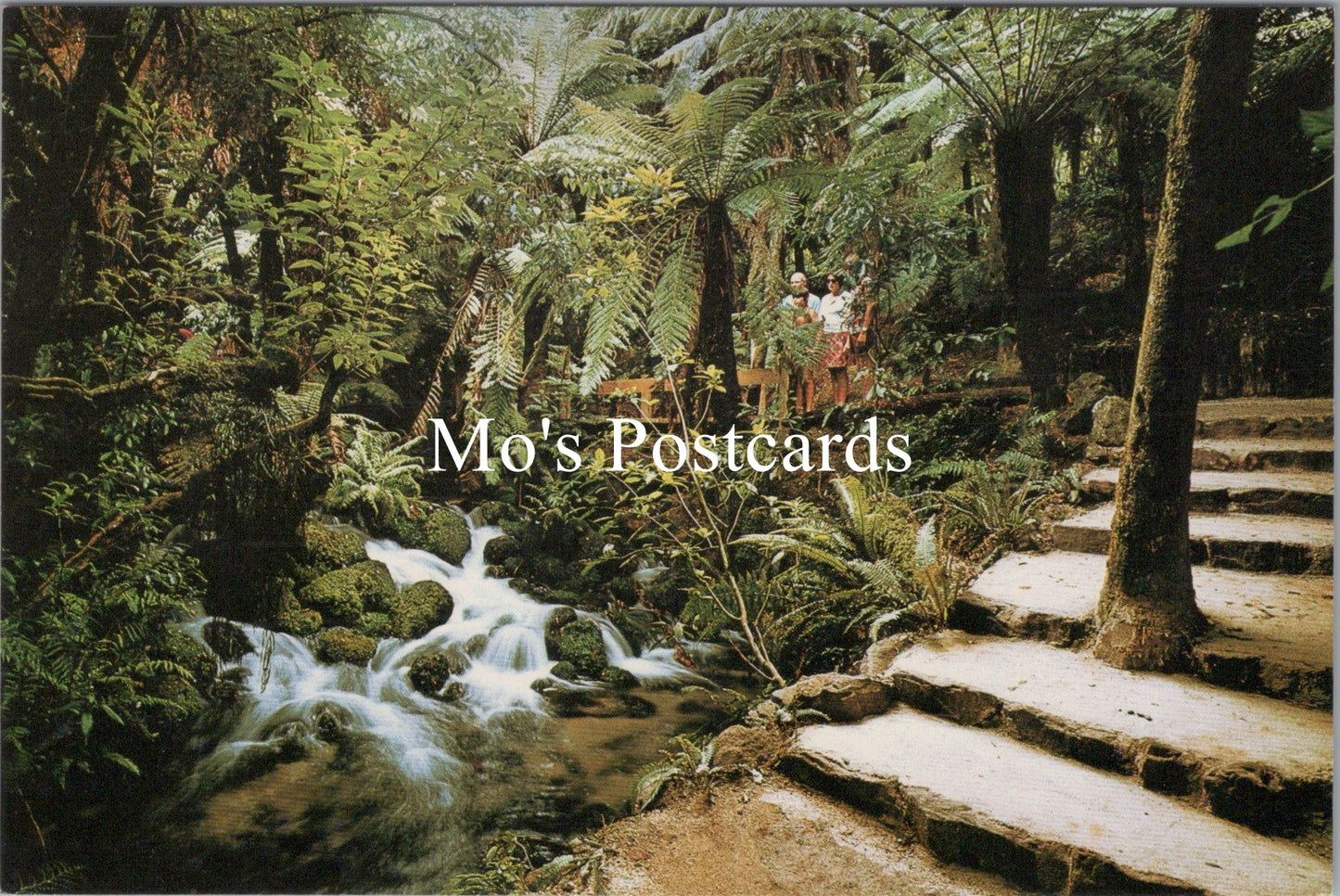 New Zealand Postcard - Fairy Springs Tree Ferns, Rotorua SX351