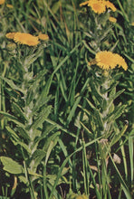 Load image into Gallery viewer, Yellow flowers with green leaves in a natural setting