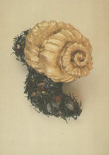 Load image into Gallery viewer, Large shell on a bed of greenery against a beige background