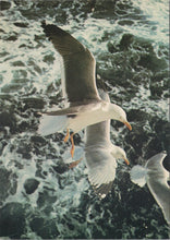 Load image into Gallery viewer, Animals Postcard - Birds, Lesser Black Backed and Herring Gulls SW17251