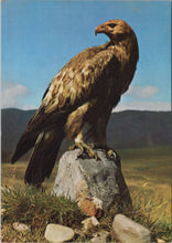 Load image into Gallery viewer, Animals Postcard - Birds, Golden Eagle SW17252