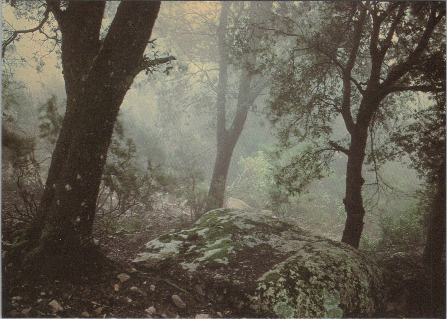 Nature Postcard - Woodland, Trees, Ilex, December, Frank Horvat SW17255
