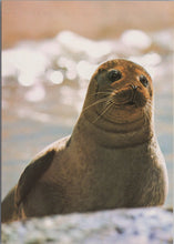 Load image into Gallery viewer, Animals Postcard - Common Seal, Phoca Vitulina SW17259