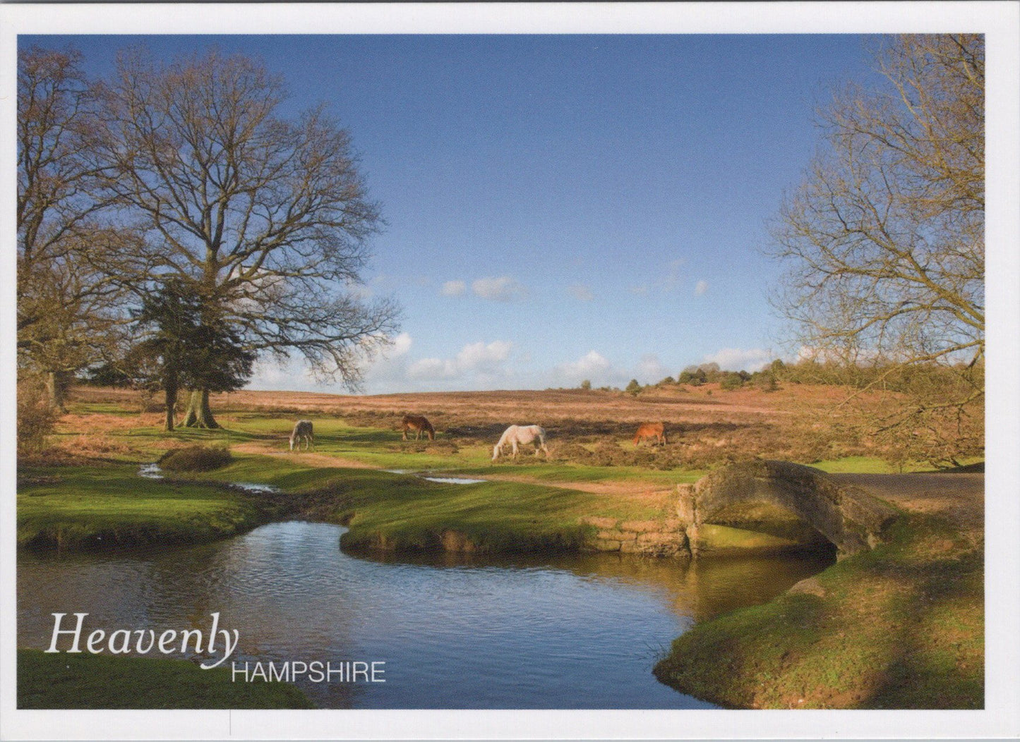 Hampshire Postcard - Ponies Grazing in The New Forest SW17435