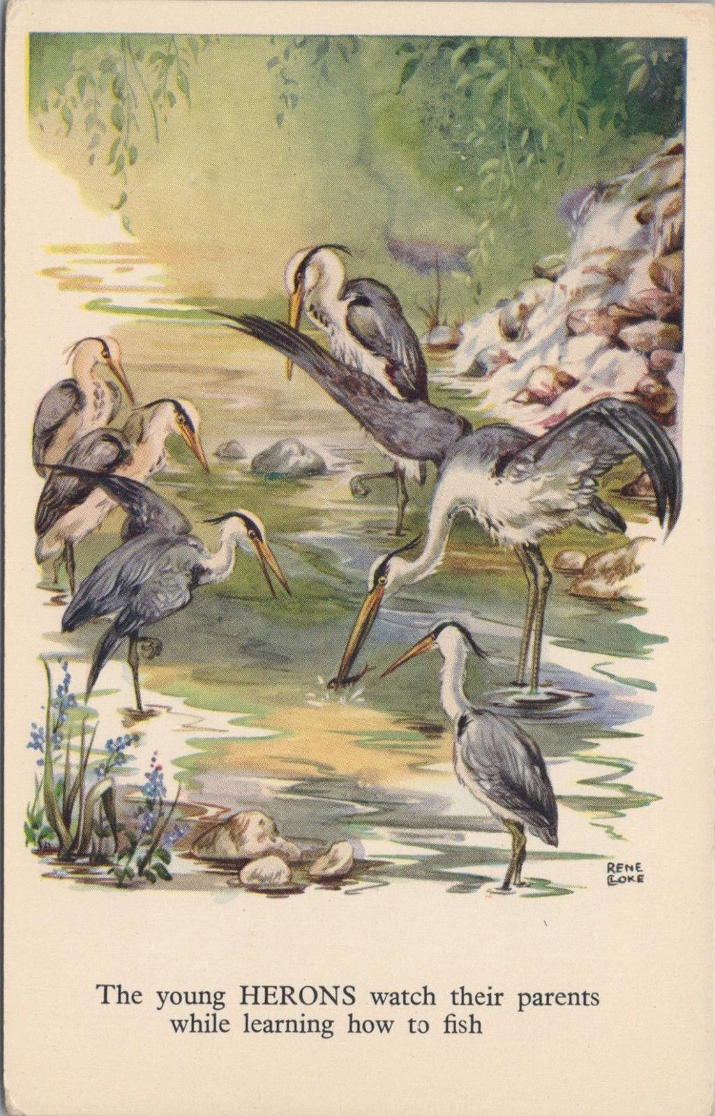 Animals Postcard - Birds, Birds of the River, Truth in a Tale XT1267