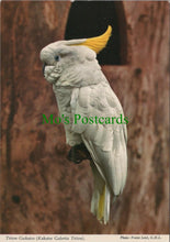 Load image into Gallery viewer, Animals Postcard - Birds, Triton Cockatoo, "Birdland", Bourton-On-Water RR19888