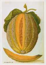 Load image into Gallery viewer, Fruit Art Postcard - Melon, Jacques Le Moyne De Morgues, V & A Museum RR22487
