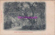 Load image into Gallery viewer, Buckinghamshire Postcard - Burnham Beeches, Jenny Lind Tree RS38338