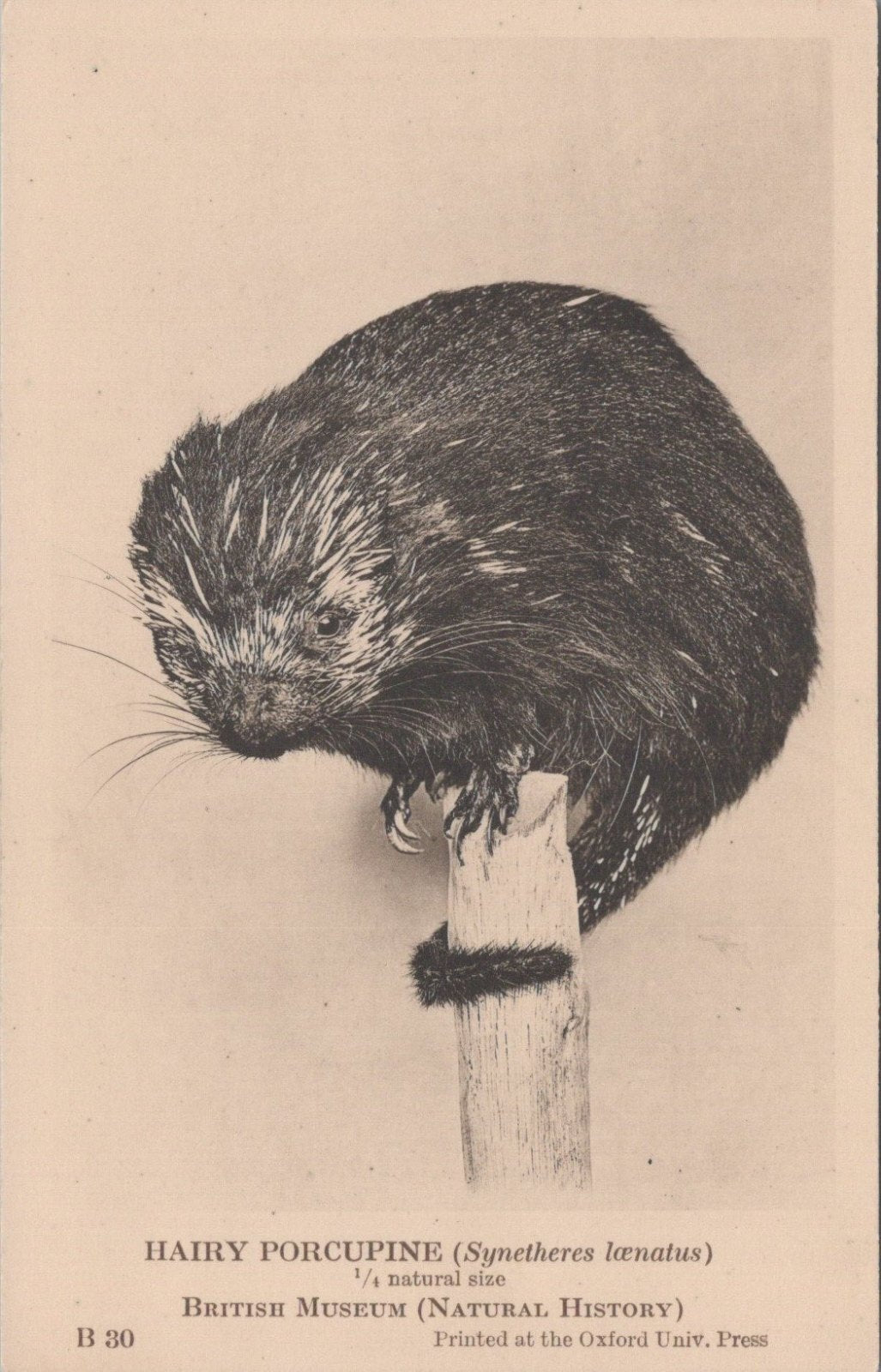 Animals Postcard: Hairy Porcupine Synetheres Laenatus Natural History XT5458