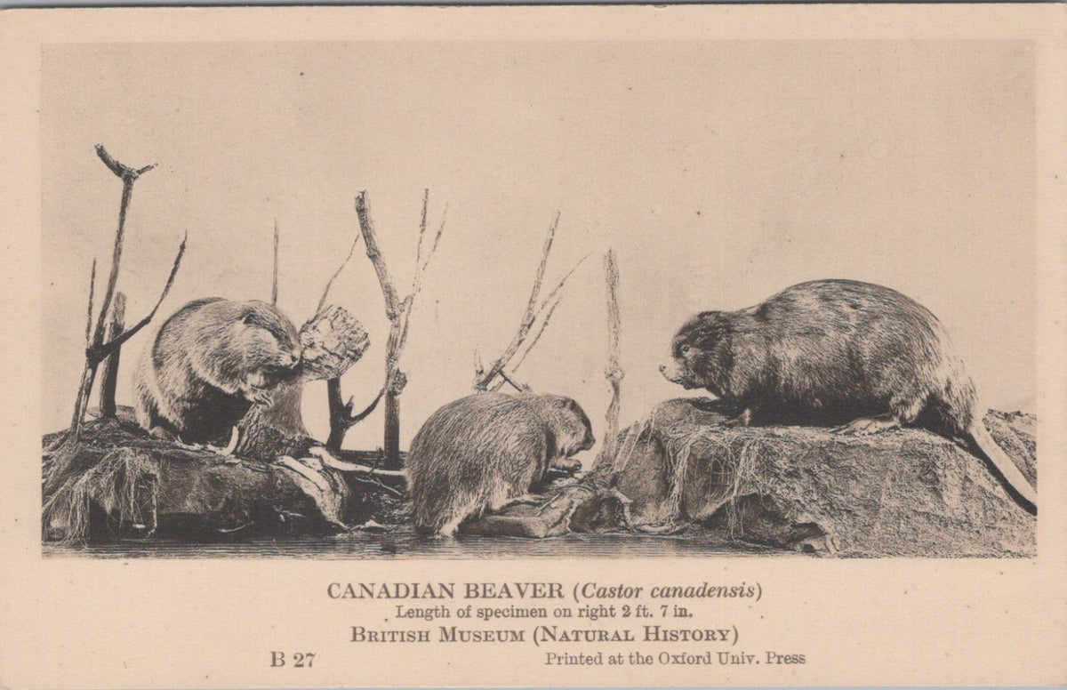 Animals Postcard: Canadian Beaver Castor Canadensis Natural History 1930s XT5459