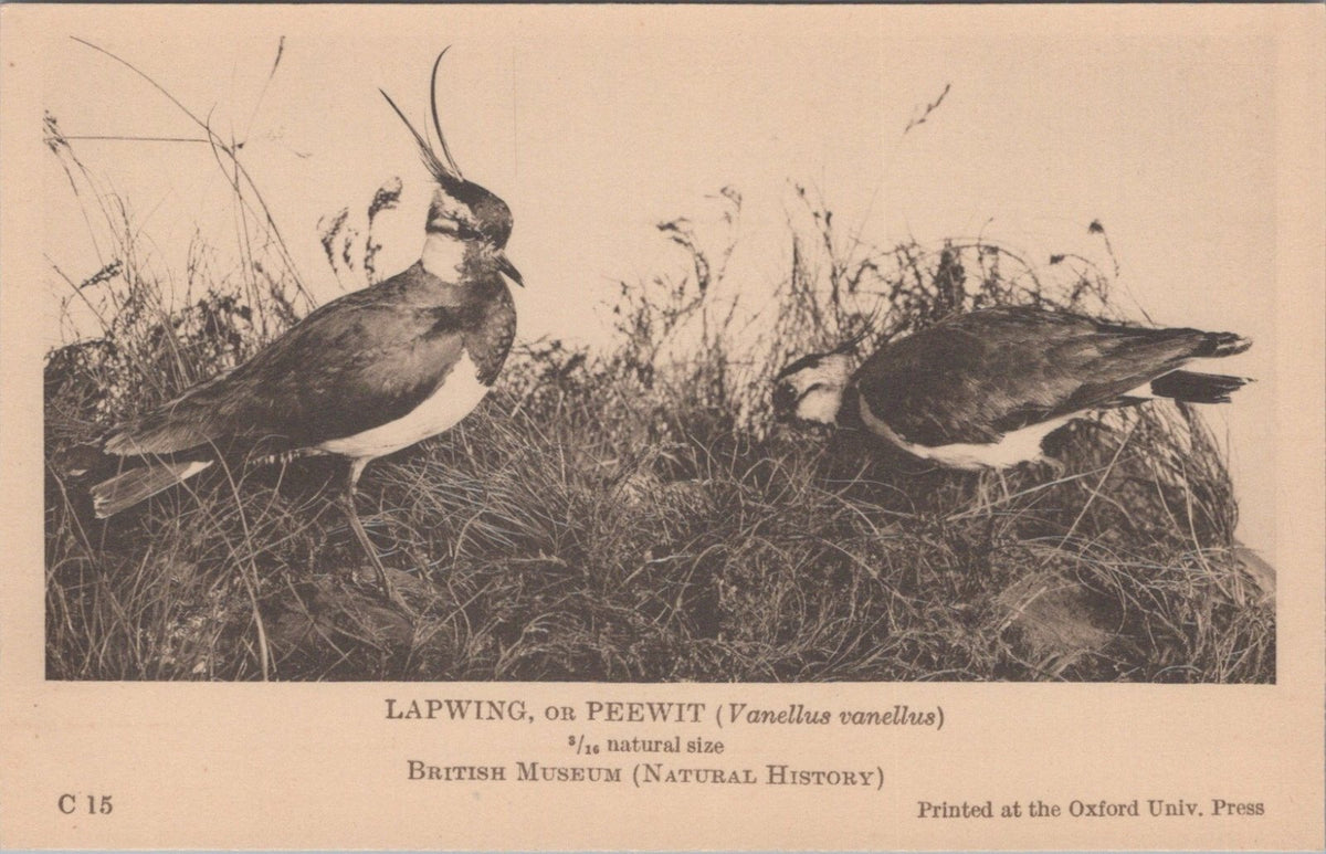 Bird Postcard: Lapwing Or Peewit Vanellus Vanellus Natural History 1930s XT5483