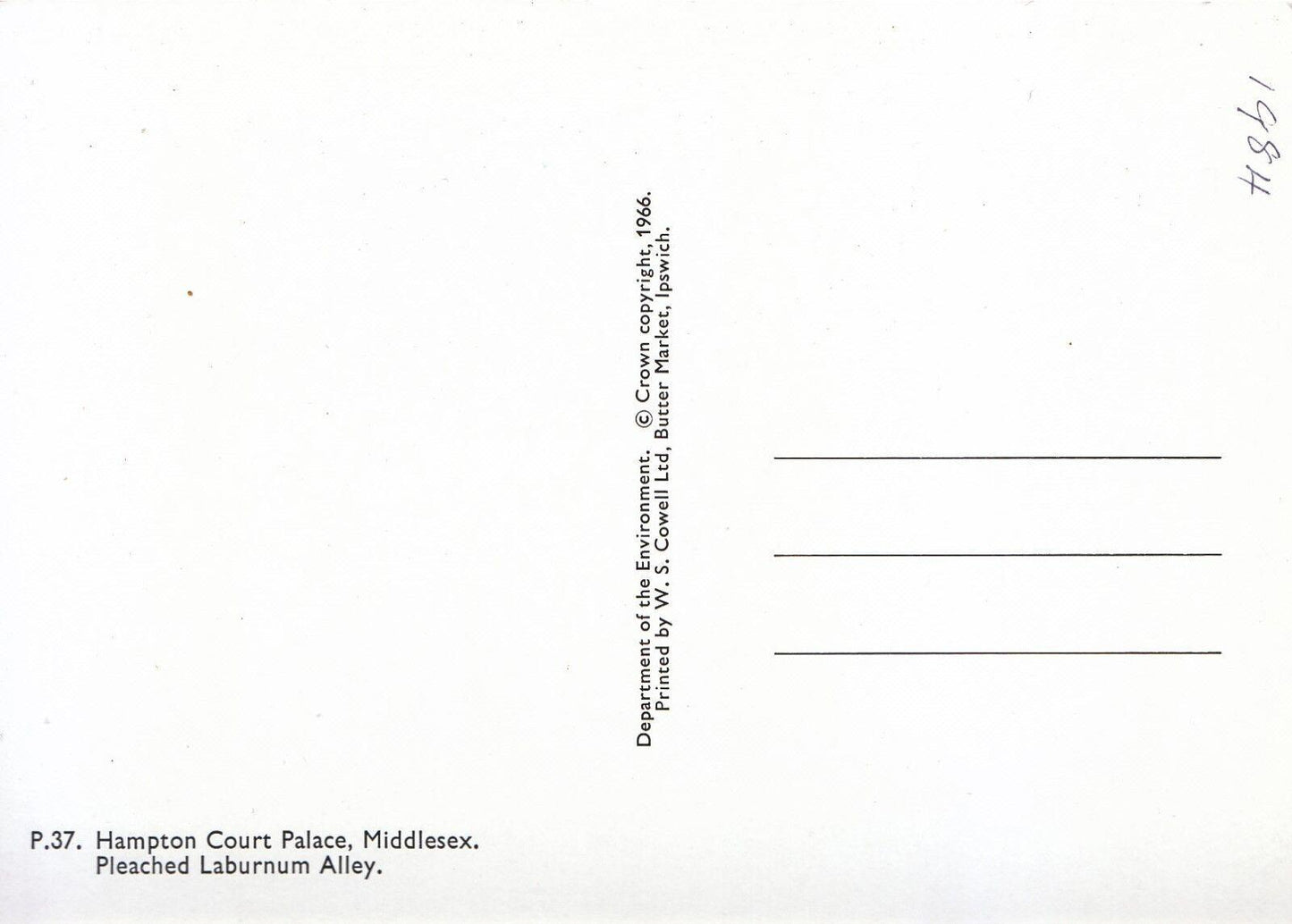 Middlesex Postcard - Hampton Court Palace, Pleached Laburnum Alley SM248
