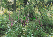 Load image into Gallery viewer, Nature Postcard - Flowers, Foxgloves in Furzefield Wood, Potters Bar RRR1350