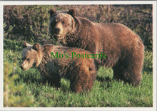 Load image into Gallery viewer, Grizzly Bear and Cub, Canada
