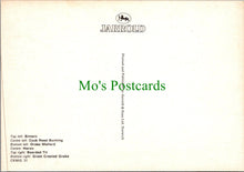 Load image into Gallery viewer, Broadland Birds, Heron, Bittern, Drake Mallard SW9144