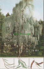 Load image into Gallery viewer, Nature Postcard - The Weeping Willow Tree Ref.SW10106