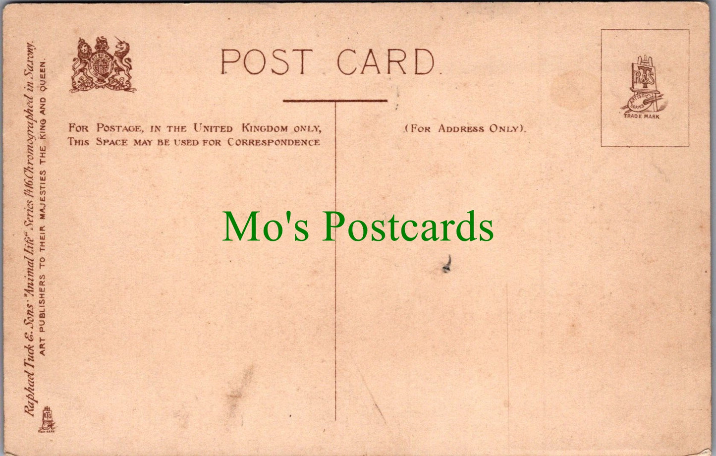 Animals Postcard - Dogs, Puppies, "We Can't Get Out" Ref.SW10111