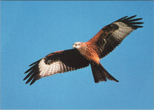 Load image into Gallery viewer, Animals Postcard - Birds - A Red Kite Ref.SW9956