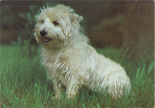 Load image into Gallery viewer, Animals Postcard - Dogs - West Highland Terrier Ref.SW10036