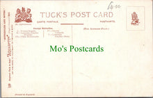 Load image into Gallery viewer, Butterflies and Moths - Foreign Butterflies