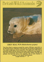 Load image into Gallery viewer, Animals Postcard - Grey Seal Pup, British Wild Animals SW10300