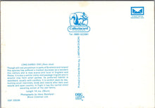 Load image into Gallery viewer, Animals Postcard - Long Eared Owl SW10346