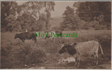 Load image into Gallery viewer, Animals Postcard - Cows - The Heat of The Day SW10449
