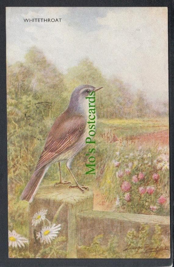 Animals Postcard - Birds - Whitethroat, 1956 - Mo’s Postcards