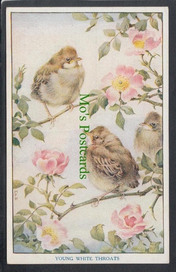 Animals Postcard - Birds - Young White Throats - Baby Bird Series, 1933 - Mo’s Postcards