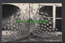 Load image into Gallery viewer, Peacock, London Zoo