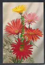 Load image into Gallery viewer, Nature Postcard - Flowers - Barberton Daisy